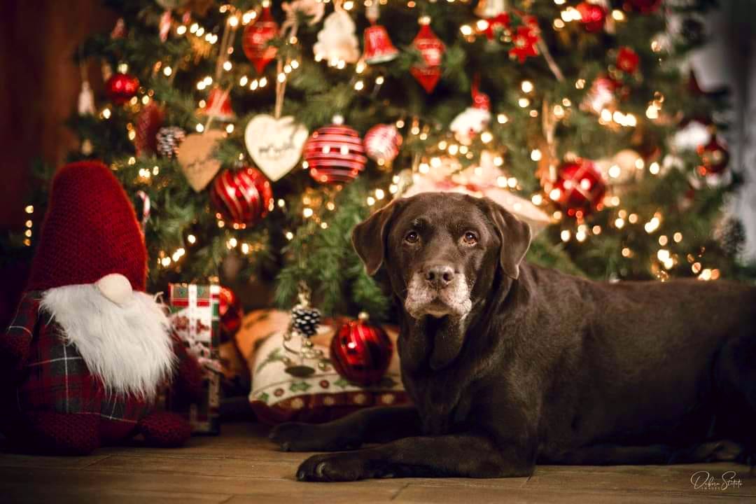 Il Natale è alle porte diamo un’occhiata anche ai nostri Labrador