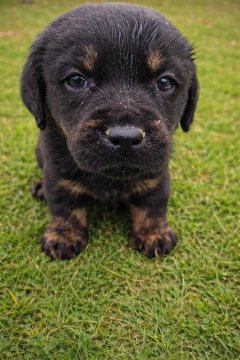 Labrador Nero Focato: Esiste Davvero? Genetica e Storia | Allevamento St. John