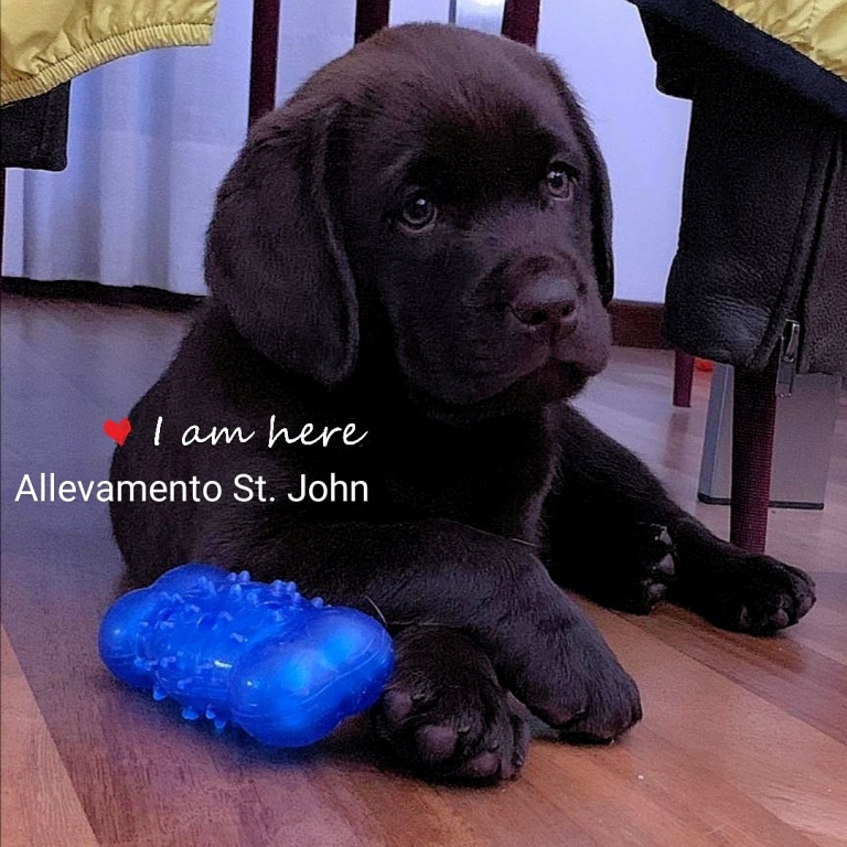 Allevamento Labrador Retriever St John Allevamento Cuccioli Di