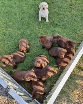 cuccioli chocolate e giallo