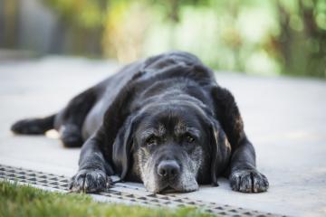 FEMMINA DI LABRADOR NERO ANZIANA