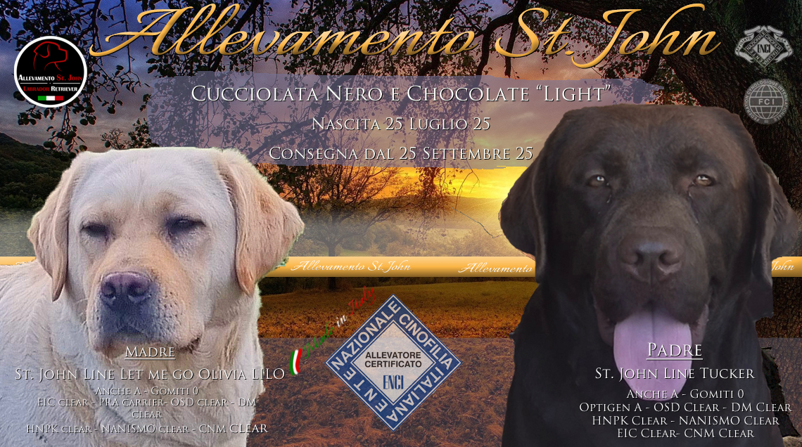 Cucciolata Nera e chocolate “Light” cuccioli neri e chocolate nascita il 25 luglio, Consegna dal 25 settembre