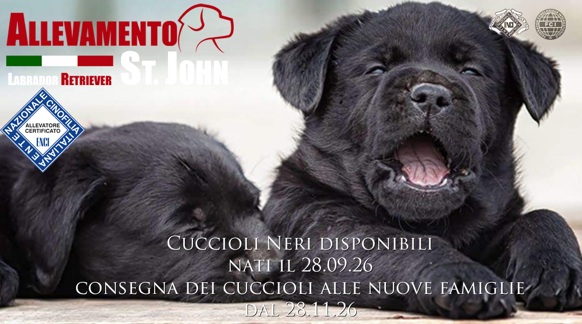 cuccioli neri disponibili da novembre 2026