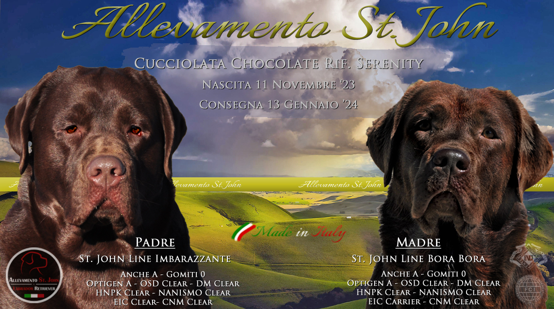 CUCCIOLATA DISPONIBILE - CUCCIOLI CHOCOLATE “SERENITY” - Nati l' 11 Novembre ‘23 Consegna 13 Gennaio ’24
