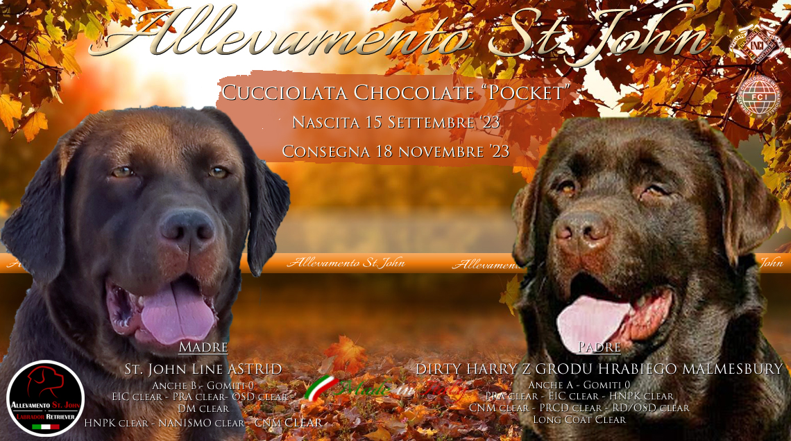 CUCCIOLATA CHOCOLATE “Pocket” cuccioli disponibili Nati il 14 Settembre ‘23 Consegna 18 novembre ’23