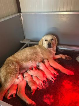Cuccioli appena nati