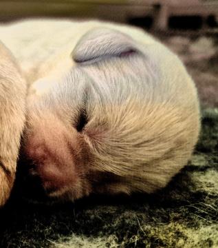 Cuccioli appena nati