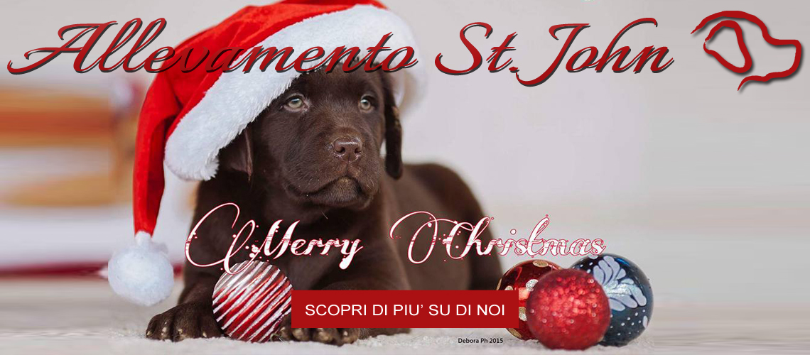 Mery Christmas