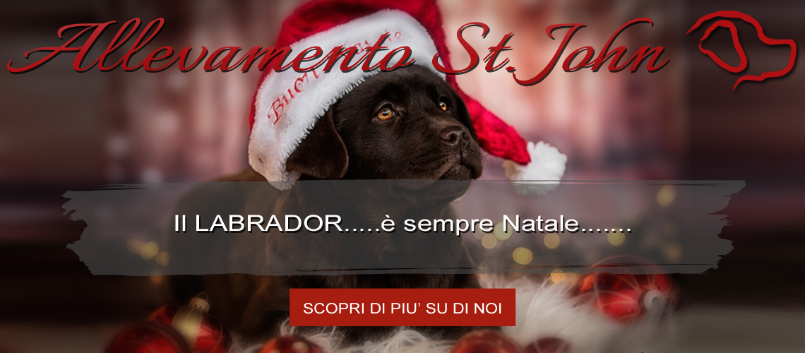 Labrador e natale