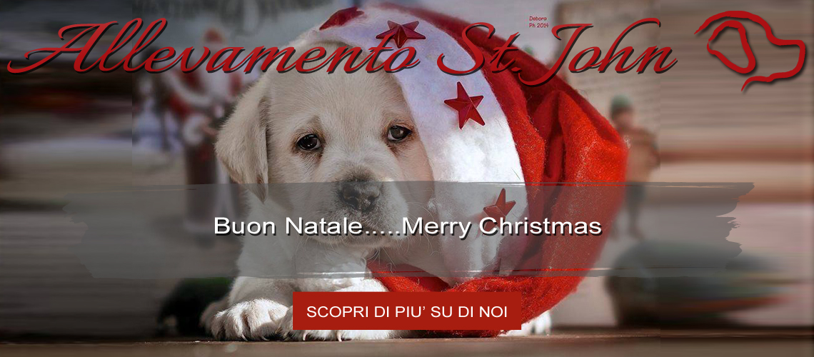 Labrador giallo cucciolo a Natale