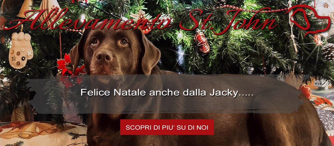 Labrador chocolate adulto a Natale