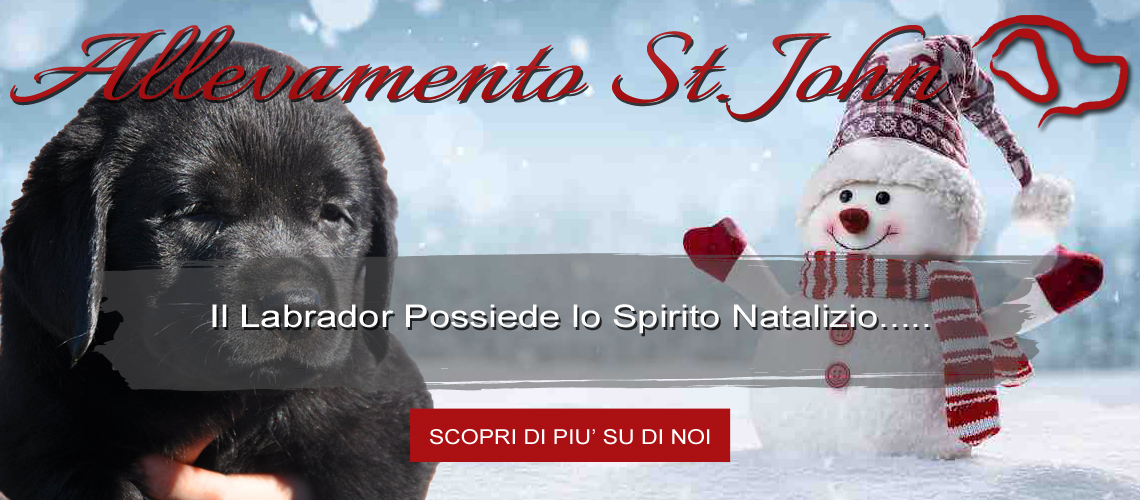 Labrador possiede Spirito Natalizio