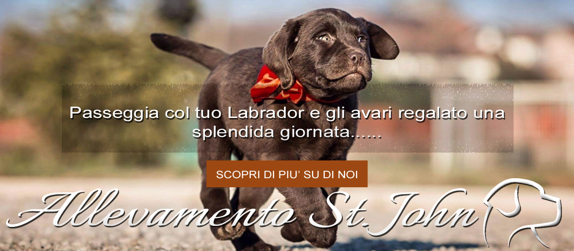 passeggia col tuo labrador per trovare la serenità