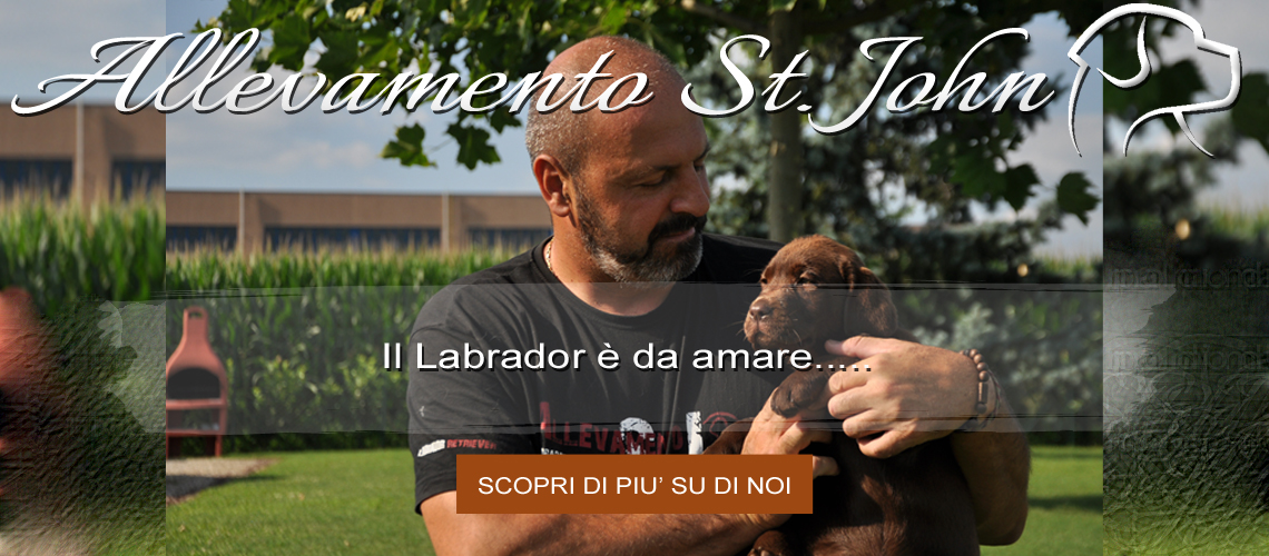 Il Labrador è da amare.....