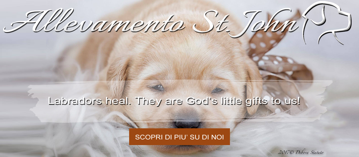 Labradors_heal_gift's copia