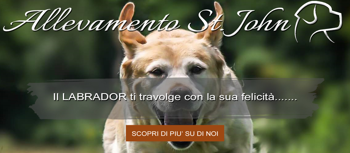 il labrador ti traviolge di felicità