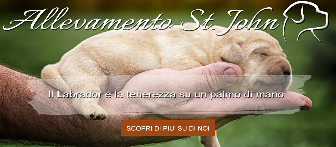 Il Labrador è la tenerezza su un palmo di mano