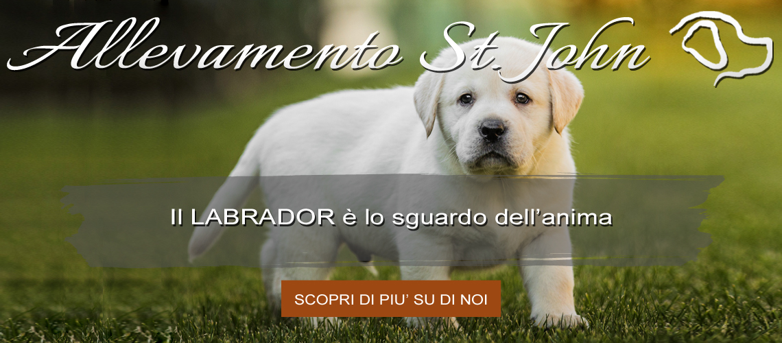 Allevamento Labrador Retriever St John Allevamento Cuccioli Di